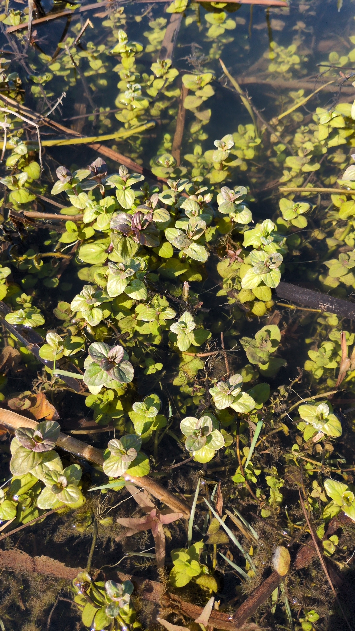 Watermint (Mentha aquatica)