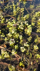 Menthe Aquatique (Mentha aquatica)