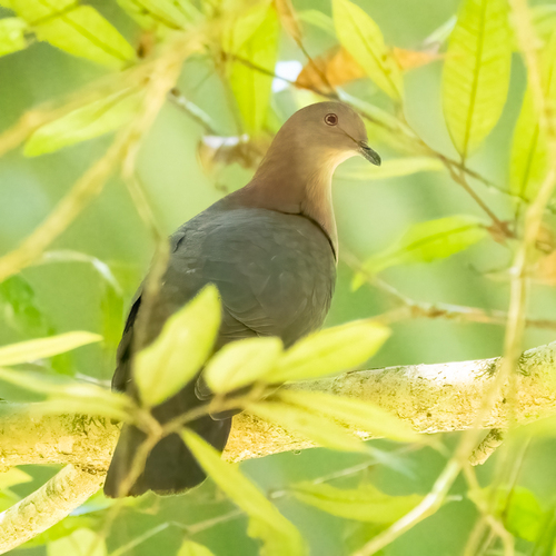 Short-billed Pigeon