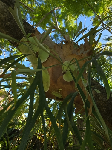 Elkhorn Fern (Platycerium bifurcatum)