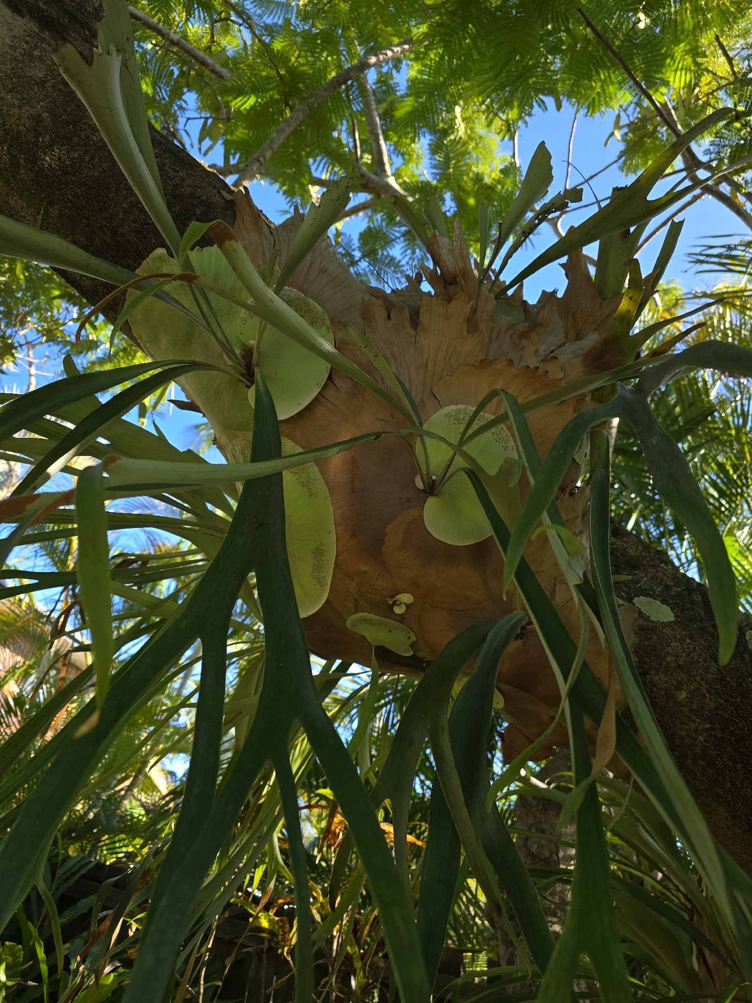 Elkhorn Fern (Platycerium bifurcatum)