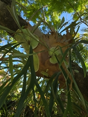 Fougère Corne D'élan (Platycerium bifurcatum)