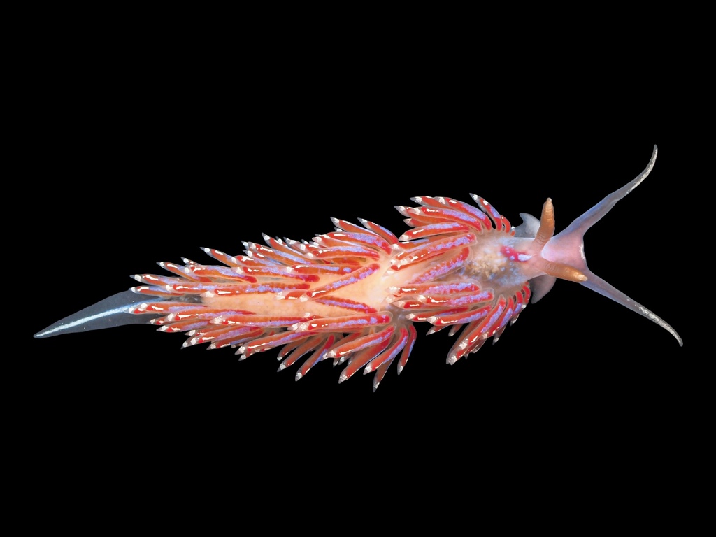 Crowned Aeolis