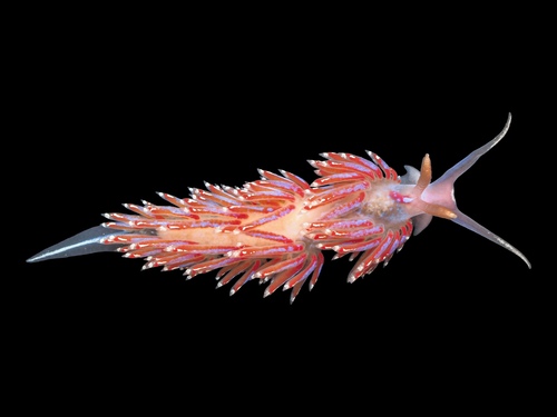 Crowned Aeolis