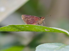 Eprius veleda veleda