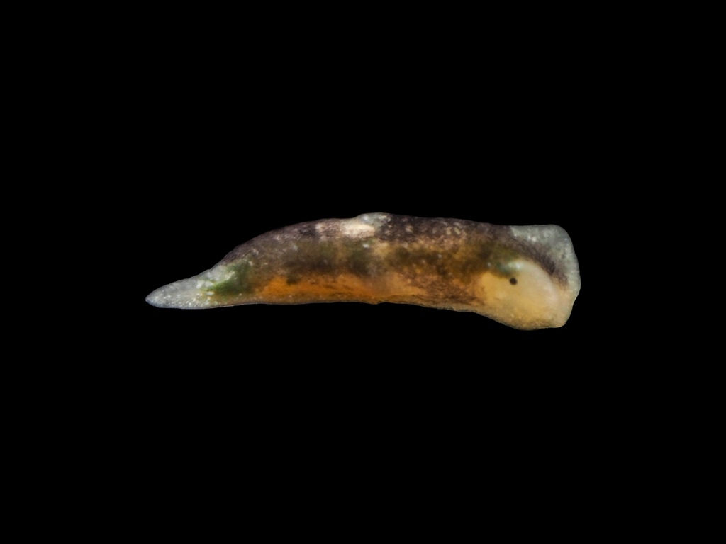Black Limapontia