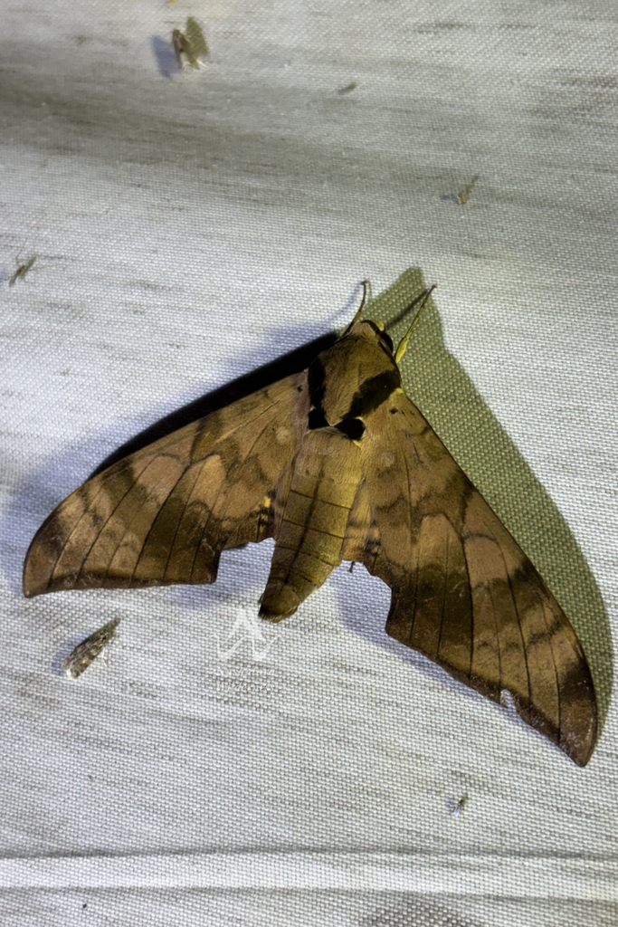 Ambulyx tattina (Ambulyx tattina)