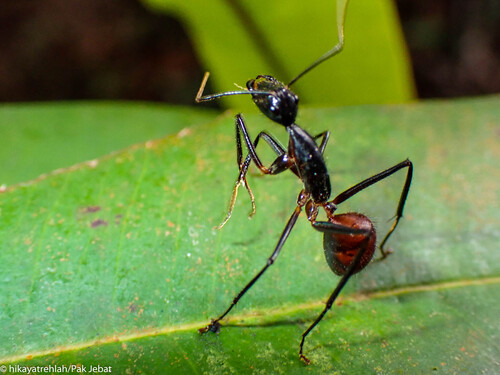 Dinomyrmex gigas gigas