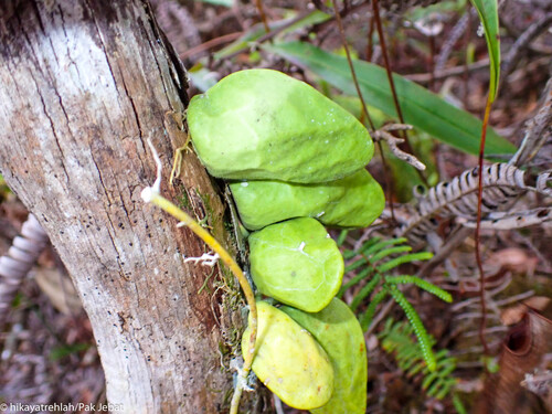 Malayan Urn Vine