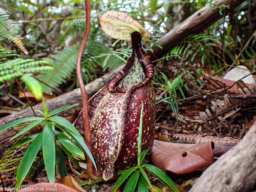Raffles' pitcher-plant