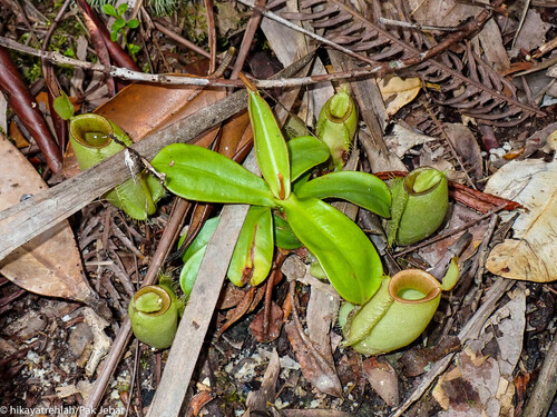 flask-shaped pitcher plant