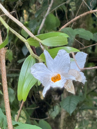 Dendrobium infundibulum, photograph 3