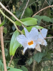 Dendrobium infundibulum, photograph (c) chrisdt, some rights reserved (CC BY)