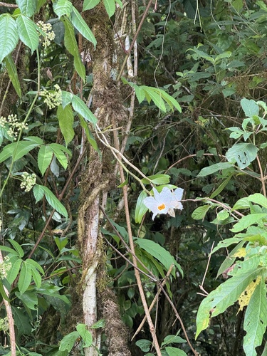 Dendrobium infundibulum, photograph 4