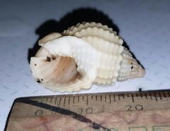 Nassarius conoidalis