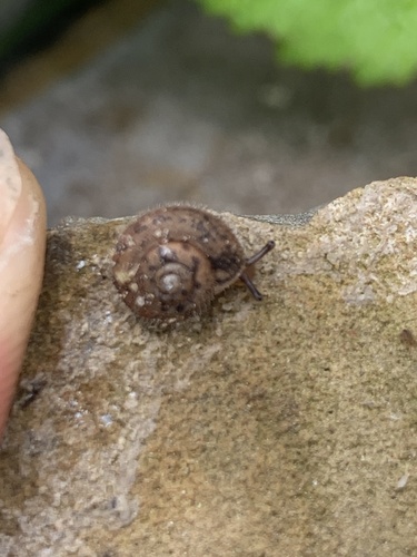 Ponentina martigena