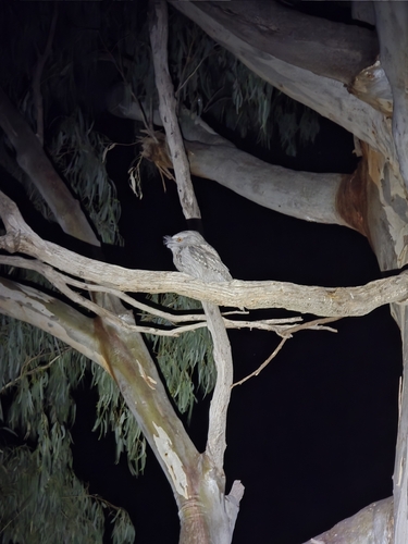Tawny Frogmouth