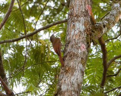 Lepidocolaptes souleyetii