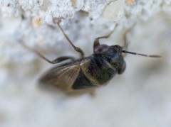 Geocoris megacephalus