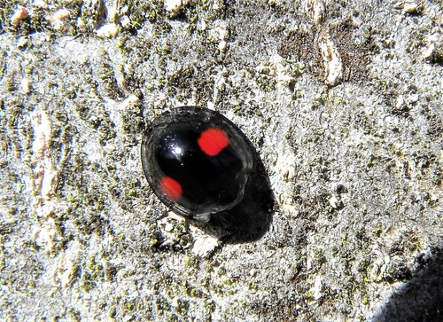 Kidney-spot Ladybird