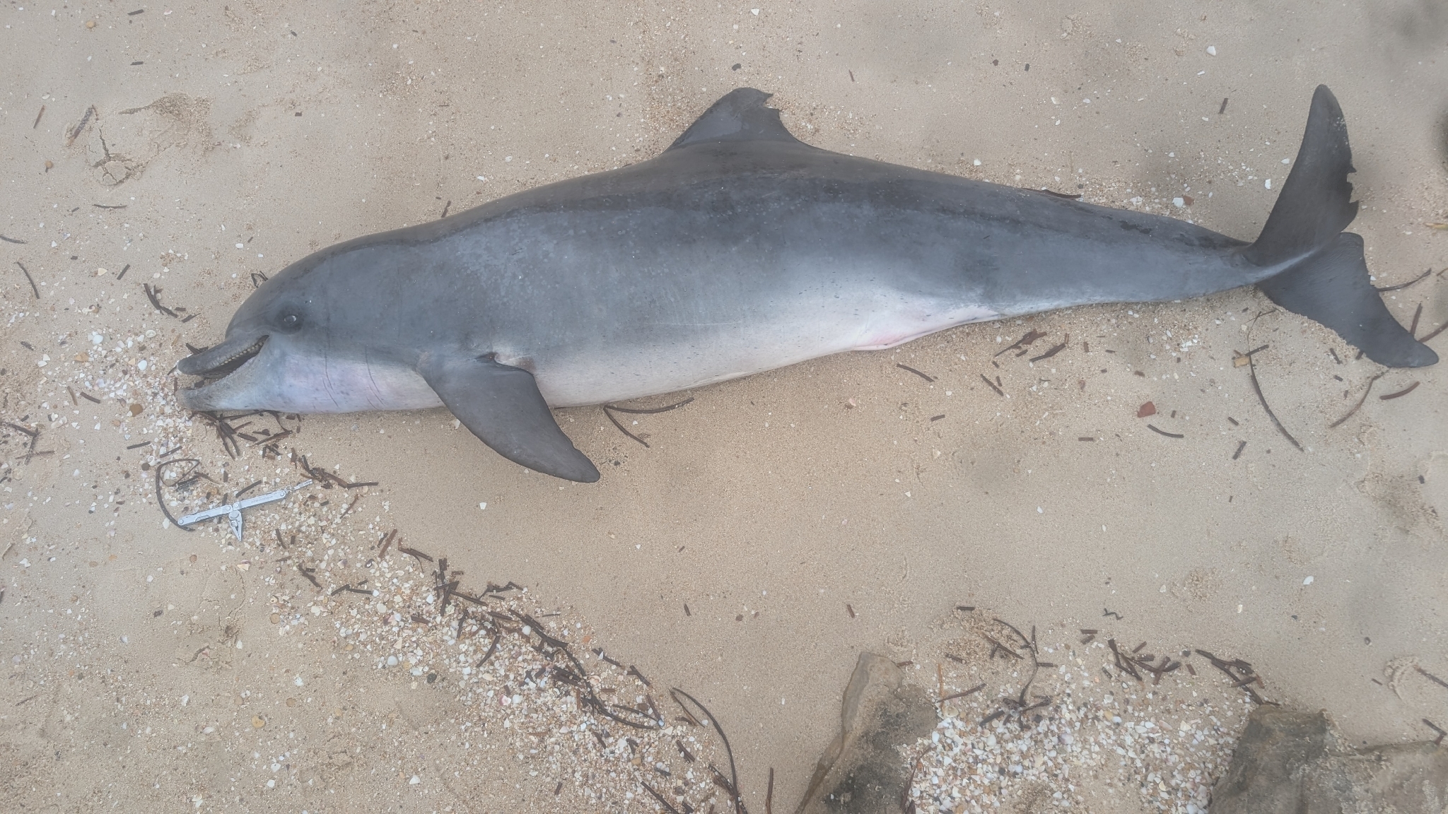 Tursiops aduncus