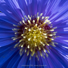 Symphyotrichum novi-belgii novi-belgii