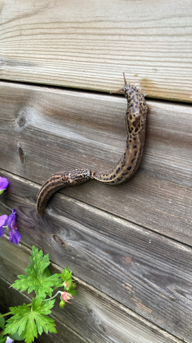 Limax maximus