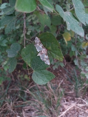 Azochis rufidiscalis