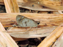 Callimormus saturnus