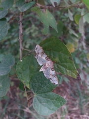 Azochis rufidiscalis