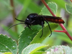 Elaphroptera
