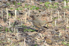Turdus atrogularis × ruficollis
