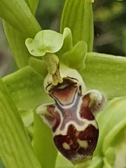Ophrys umbilicata