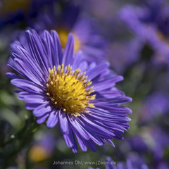Symphyotrichum novi-belgii novi-belgii