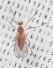 Lestremiinae