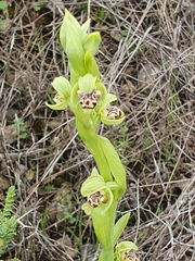 Ophrys umbilicata