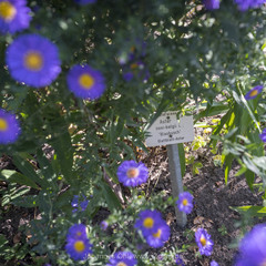 Symphyotrichum novi-belgii novi-belgii