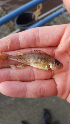 Ruffe, Nieuw Statenzijl, 9688 TN Drieborg, Netherlands, photo 8 of 10