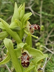 Ophrys umbilicata