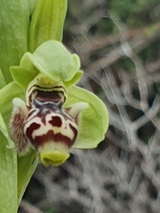 Ophrys umbilicata
