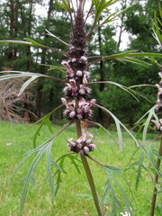 Leonurus glaucescens