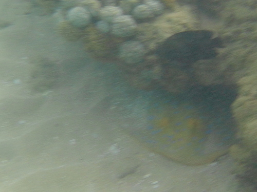 Taeniura lymma