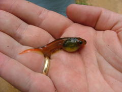 Pithecopus hypochondrialis