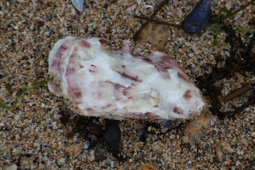 Magallana gigas