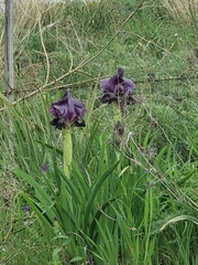 Iris haynei