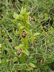 Ophrys umbilicata