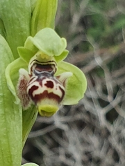 Ophrys umbilicata