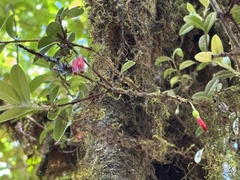 Agapetes hosseana, photograph Chris D Thomas, CC BY, iNaturalist via GBIF