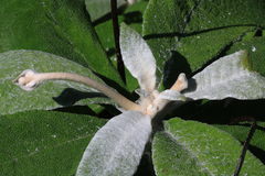 Rhytidophyllum leucomallon