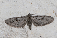 Eupithecia bolterii